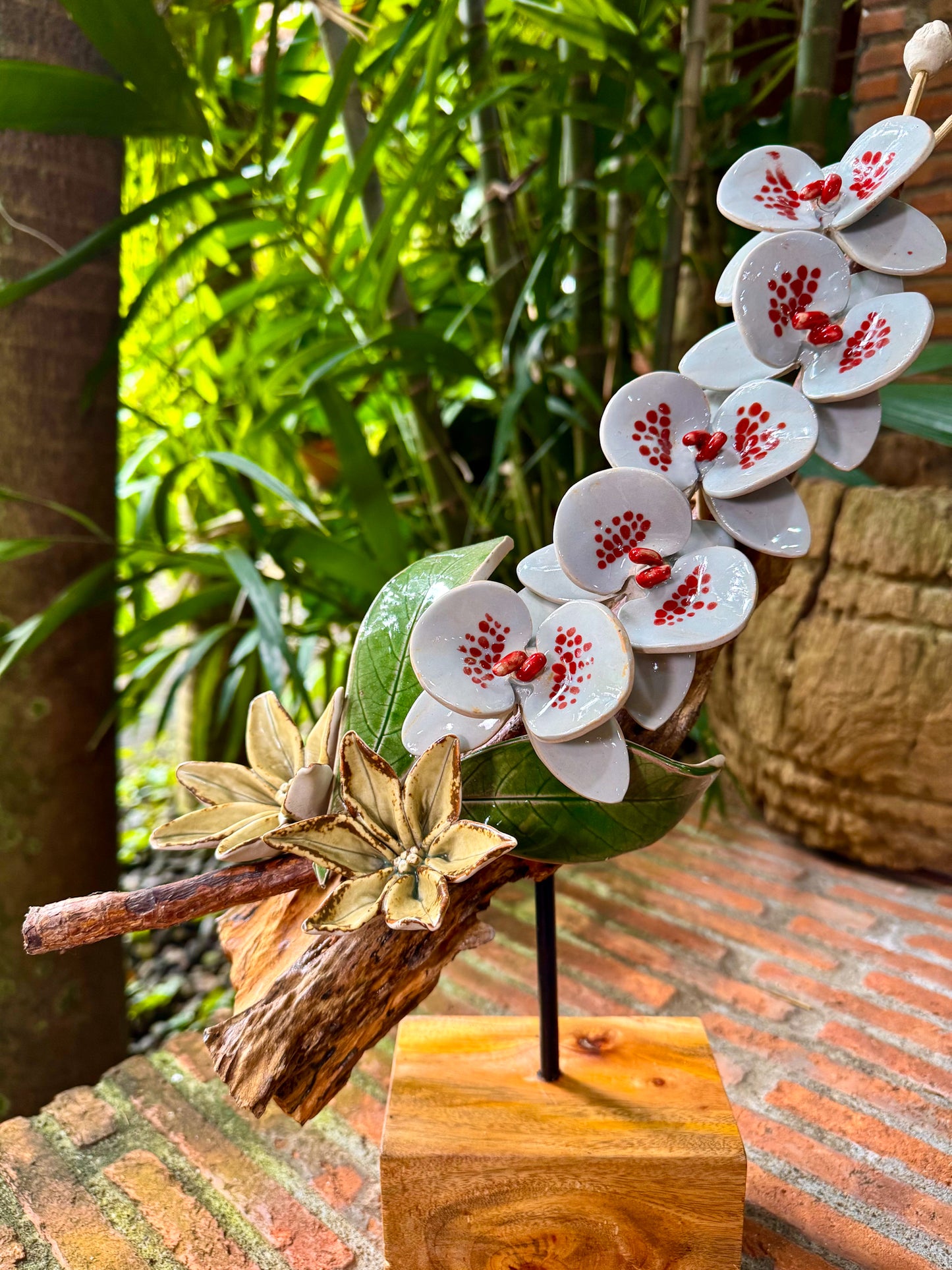 Phalaenopsis Tabletop