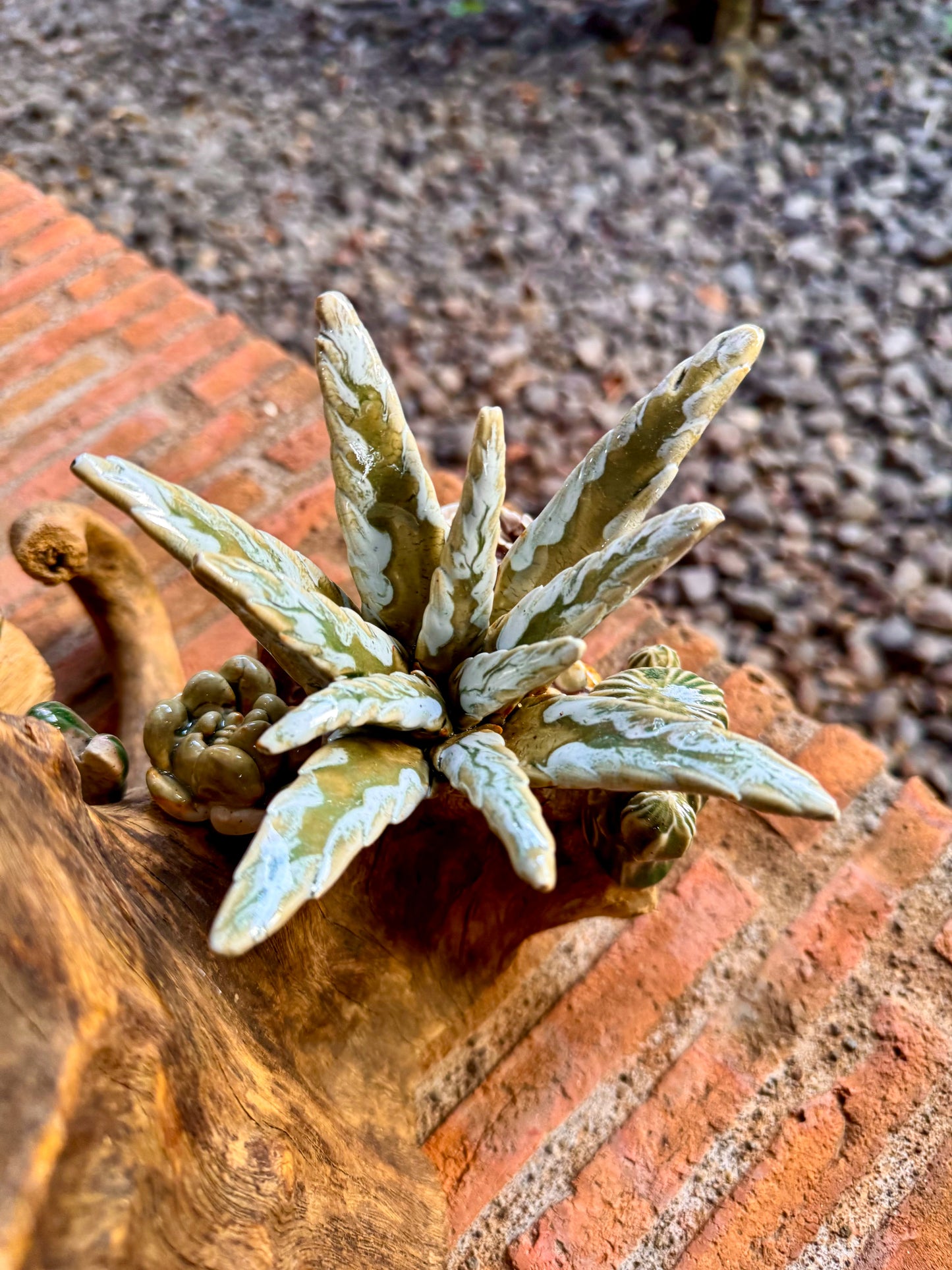 Succulents & Cactus Tabletop