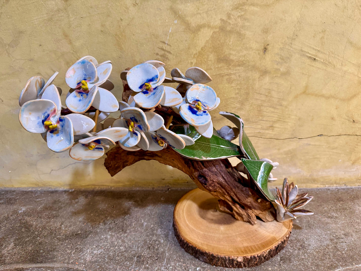 Phalaenopsis Tabletop