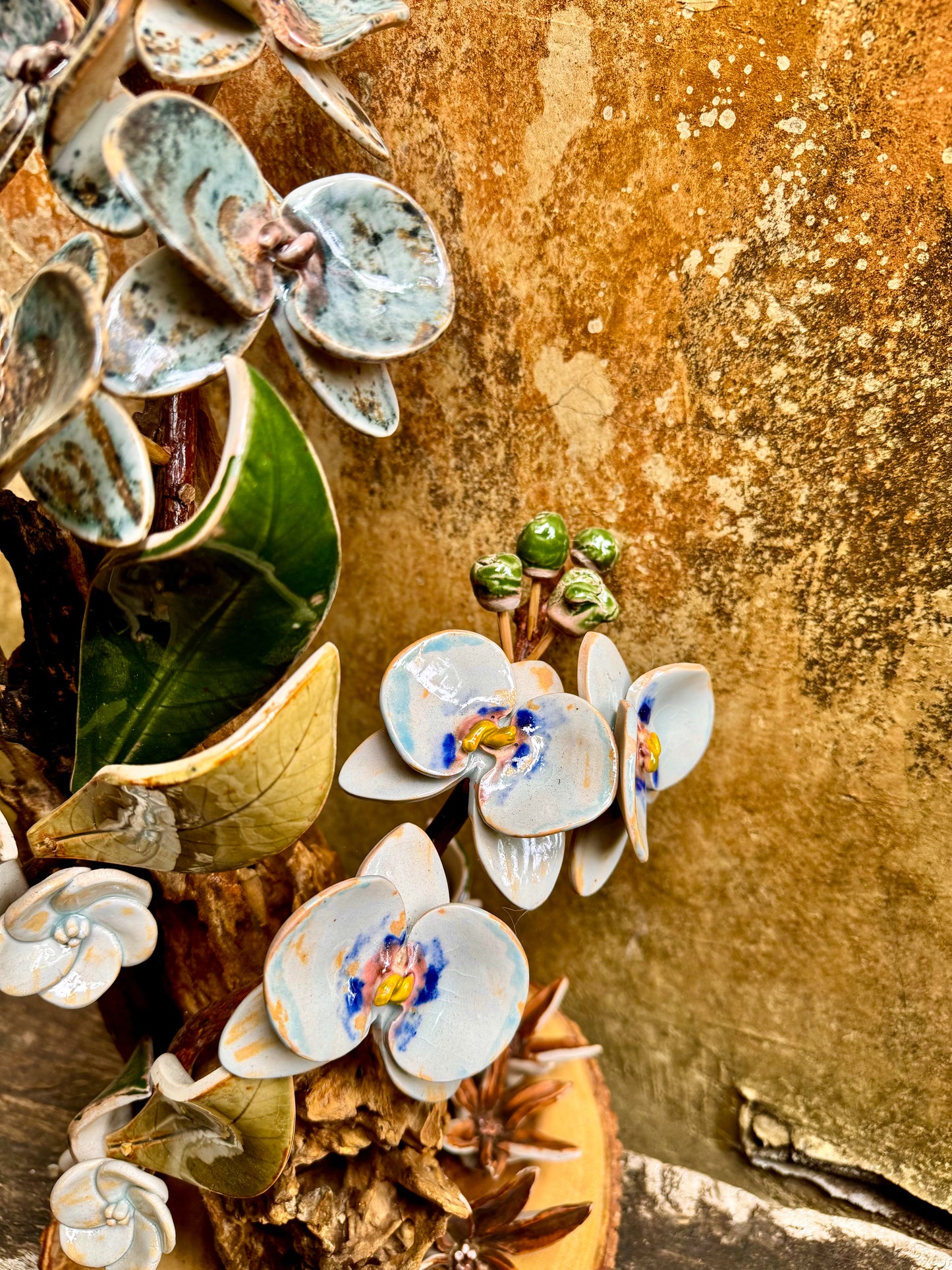 Phalaenopsis Tabletop