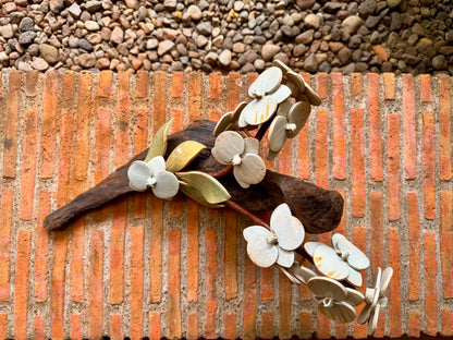 Phalaenopsis Tabletop