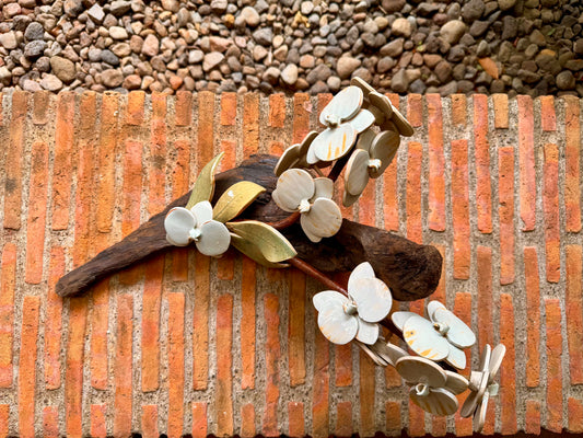 Phalaenopsis Tabletop