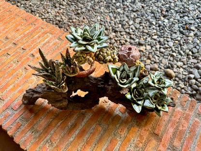 Succulent & Cactus Tabletop