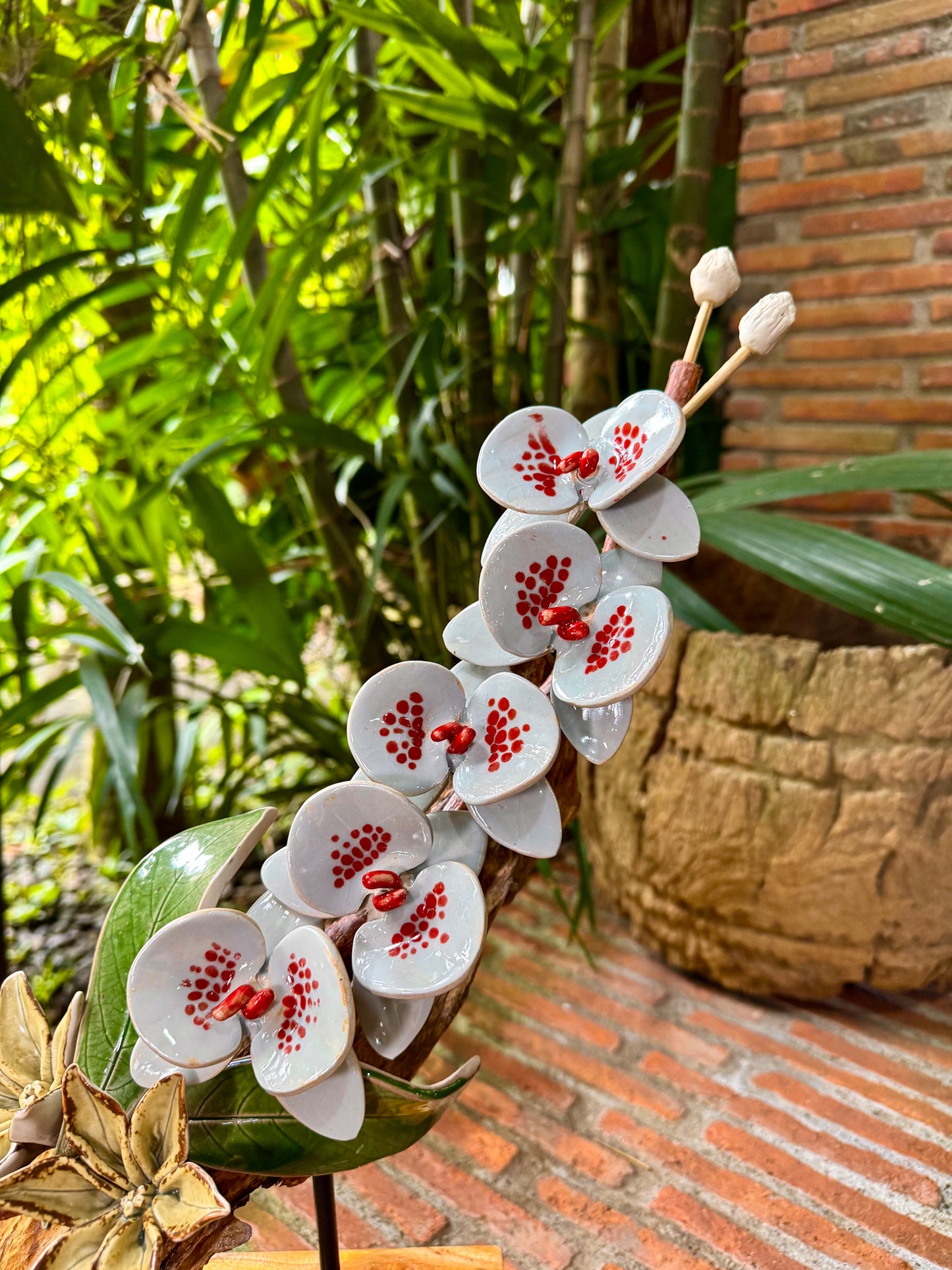 Phalaenopsis Tabletop