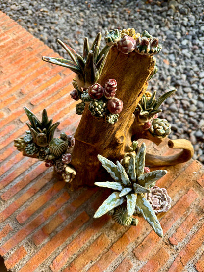 Succulents & Cactus Tabletop