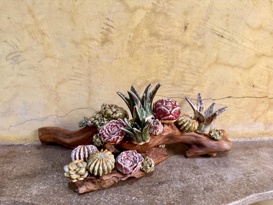 Succulents & Cactus Tabletop