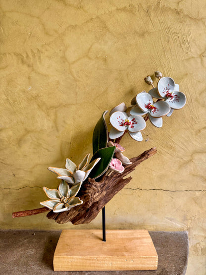 Phalaenopsis Tabletop