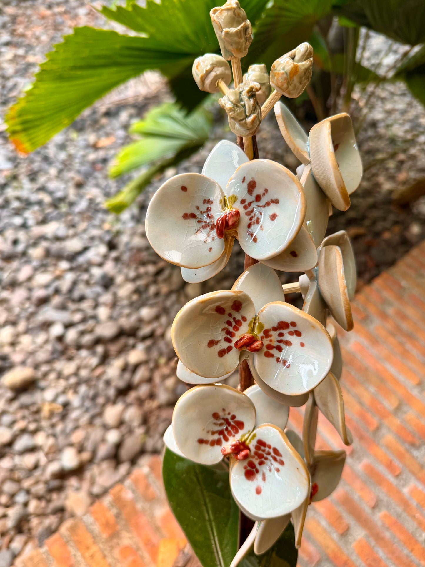 Phalaenopsis Tabletop