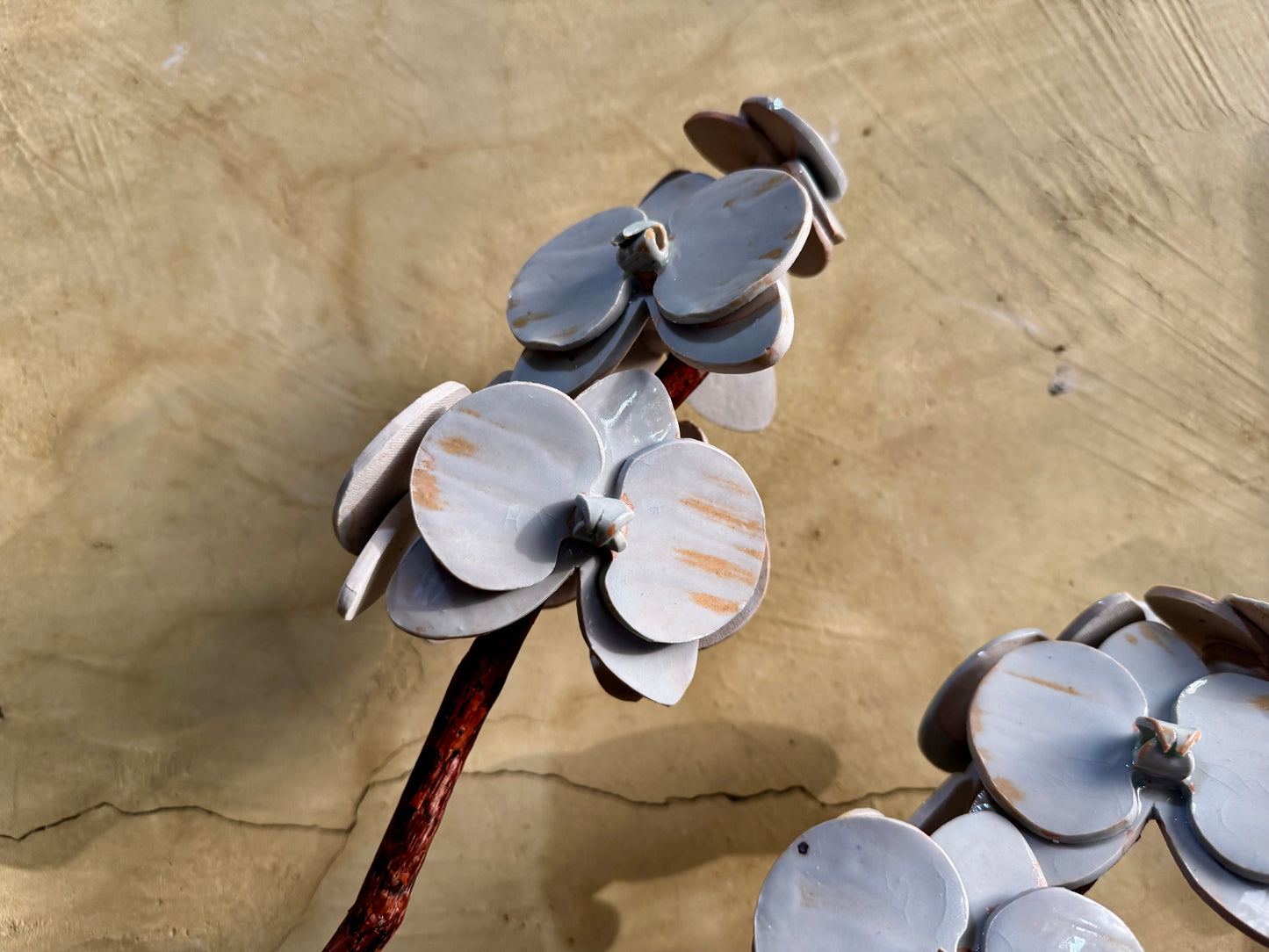 Phalaenopsis Tabletop