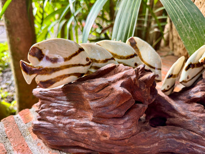 School of Fish Tabletop