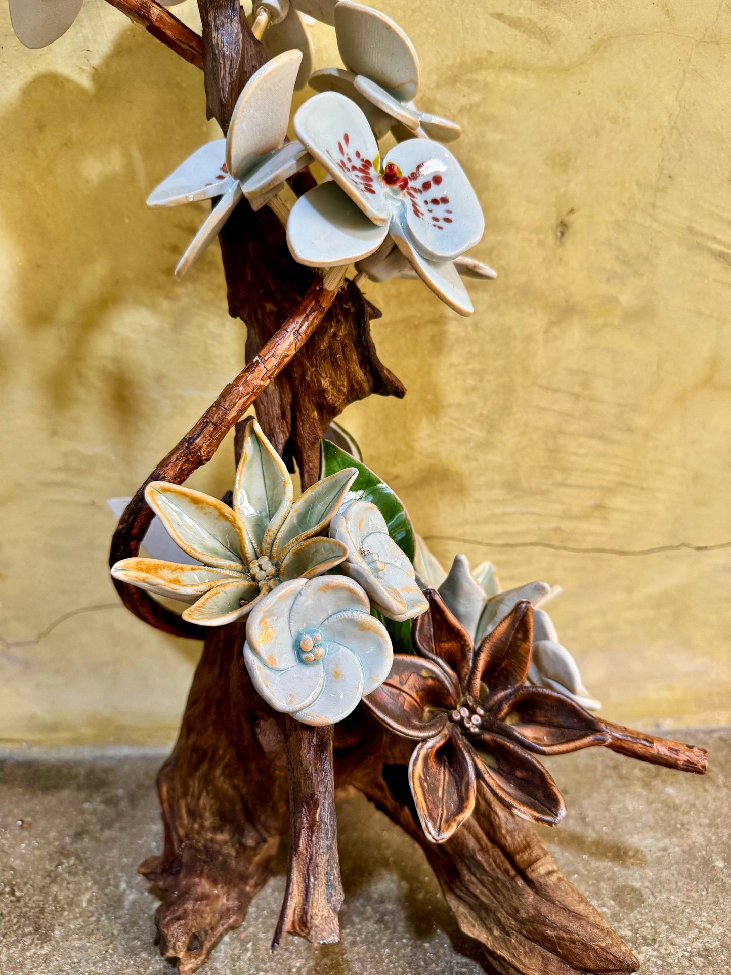 Phalaenopsis Tabletop