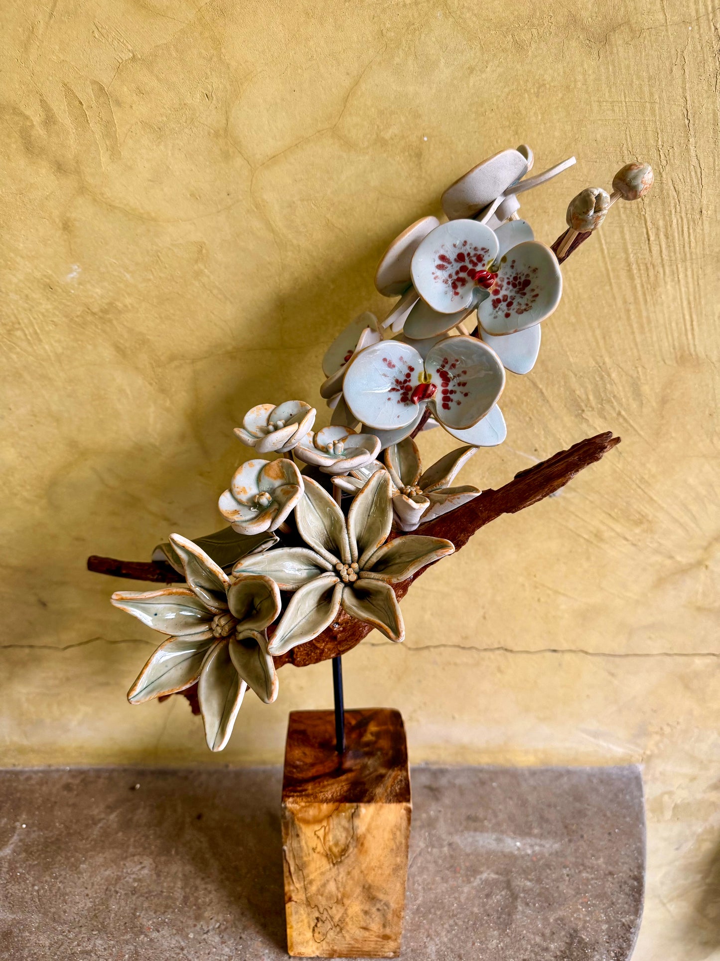 Phalaenopsis Tabletop