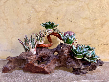 Succulent & Cactus Tabletop