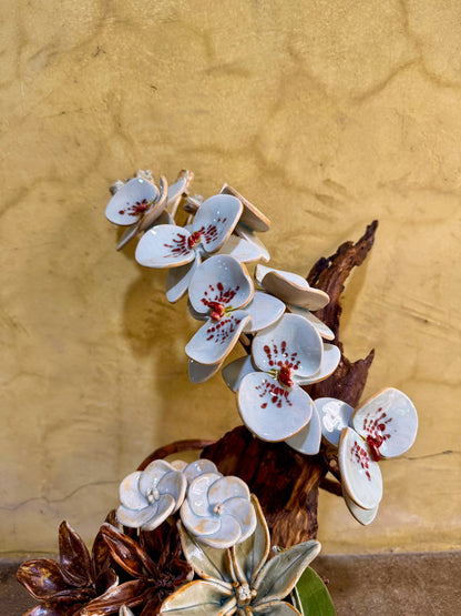 Phalaenopsis Tabletop