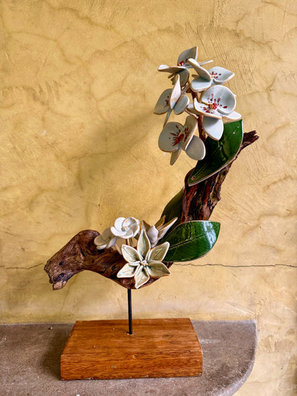 Phalaenopsis Tabletop