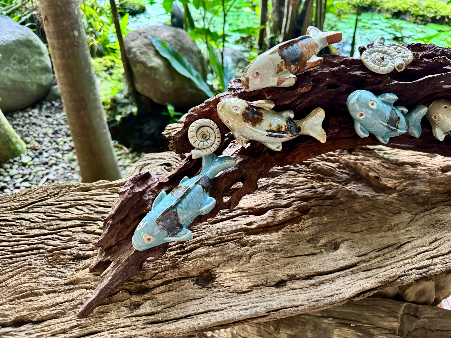 Kois and Mollusks on Driftwood Tabletop