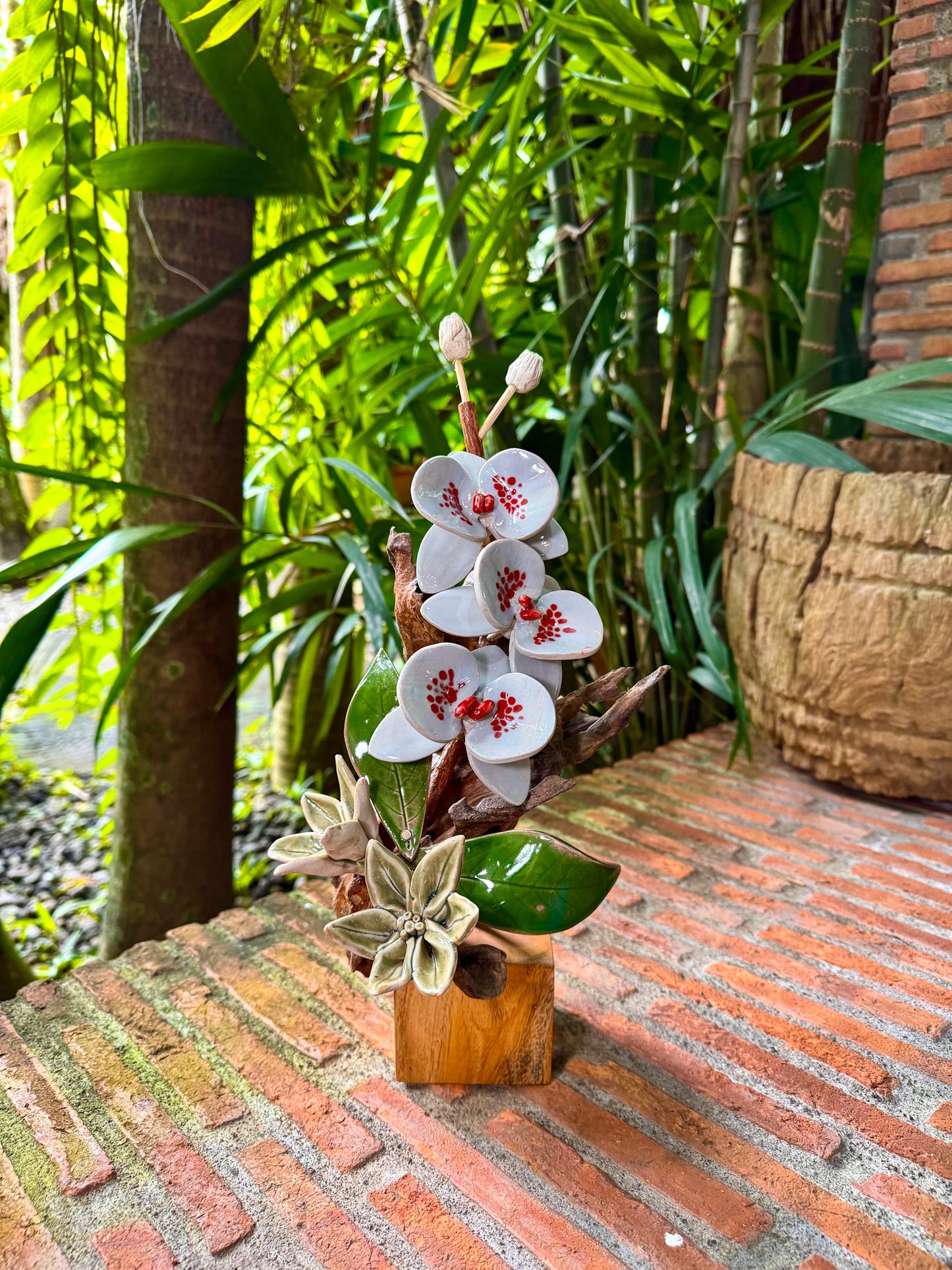 Phalaenopsis Tabletop