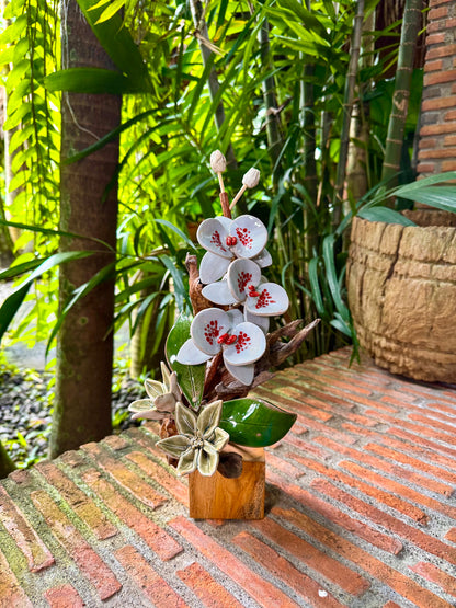 Phalaenopsis Tabletop