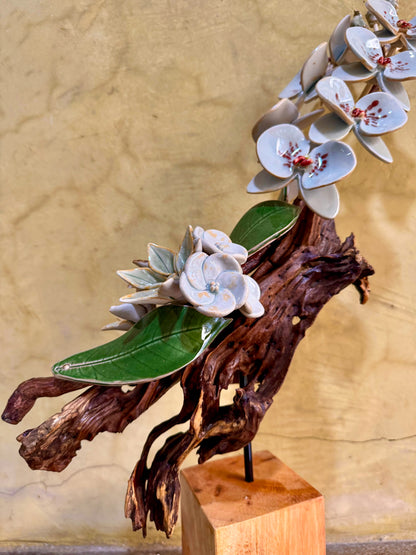 Phalaenopsis Tabletop