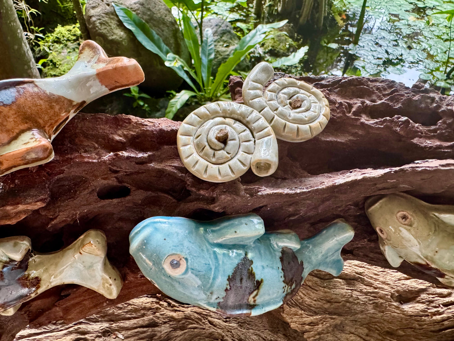 Kois and Mollusks on Driftwood Tabletop