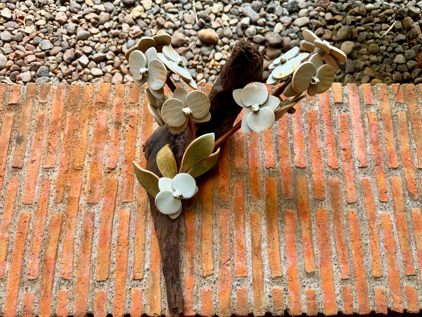 Phalaenopsis Tabletop