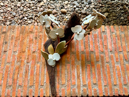 Phalaenopsis Tabletop