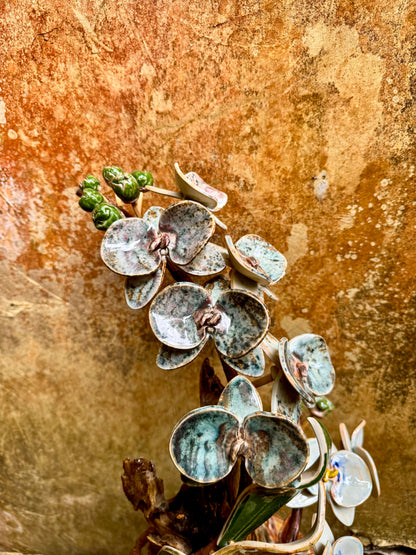 Phalaenopsis Tabletop