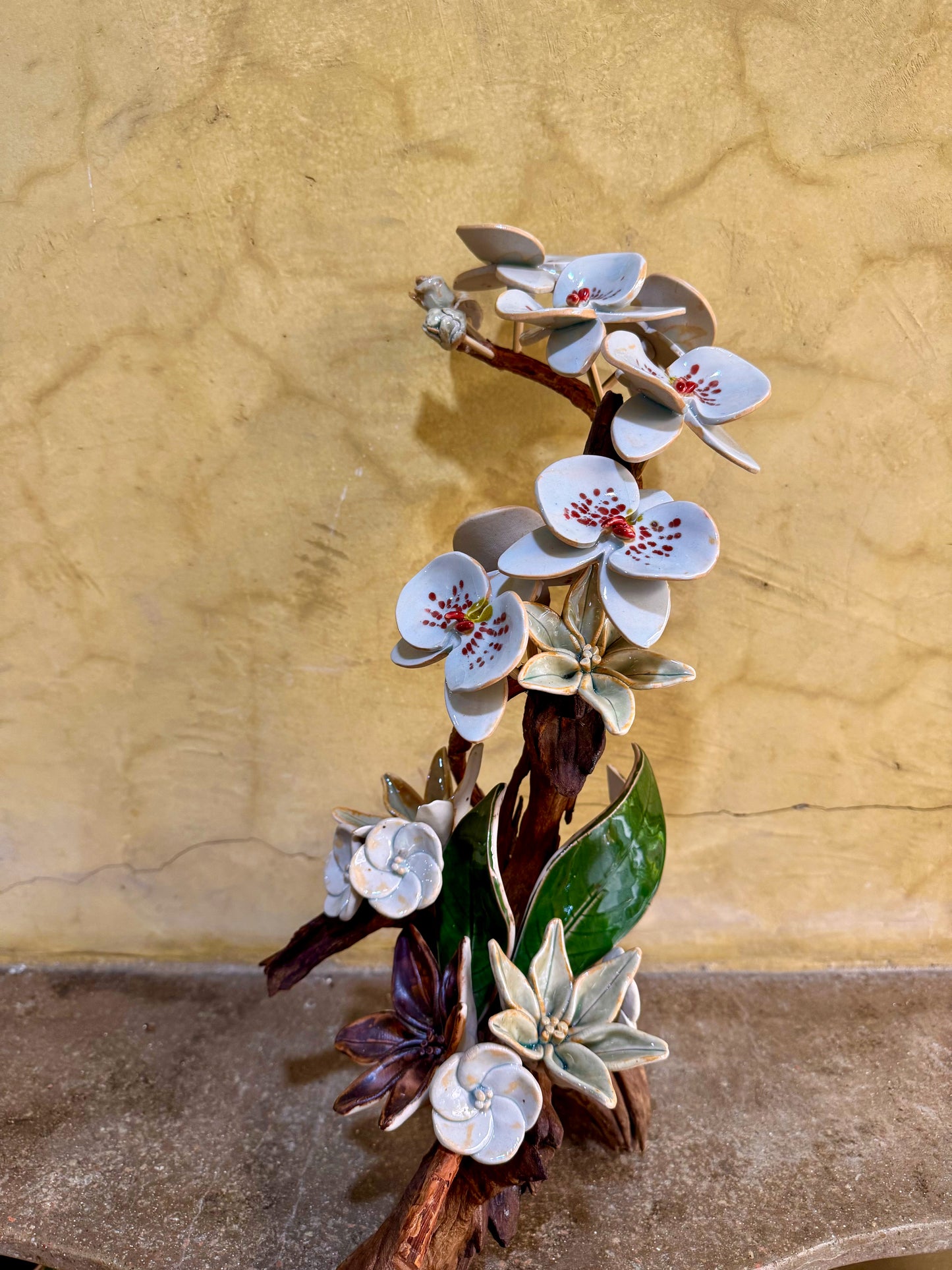 Phalaenopsis Tabletop