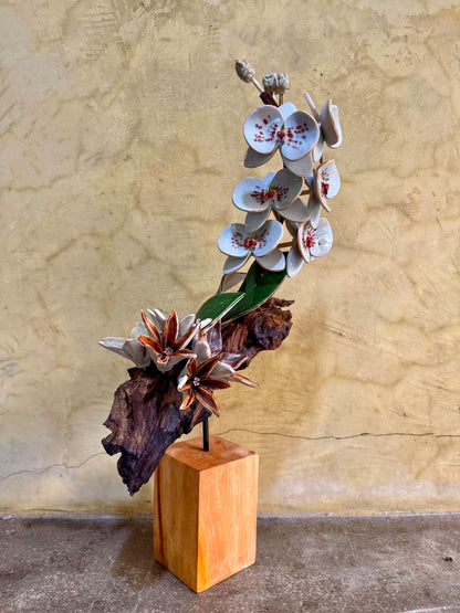 Phalaenopsis Tabletop