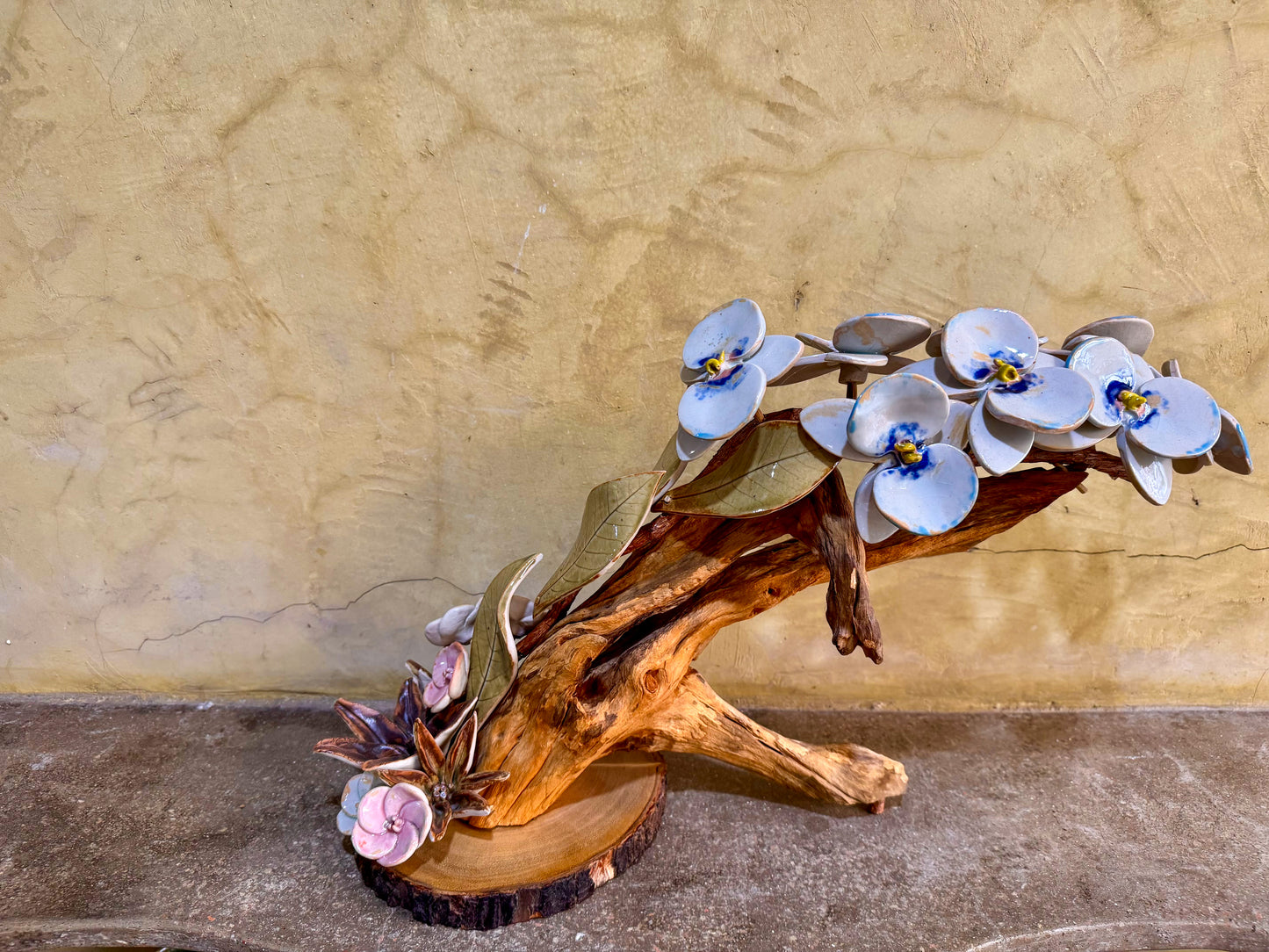 Phalaenopsis Tabletop