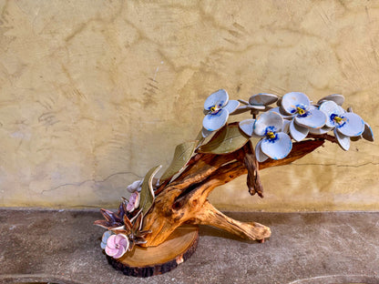 Phalaenopsis Tabletop