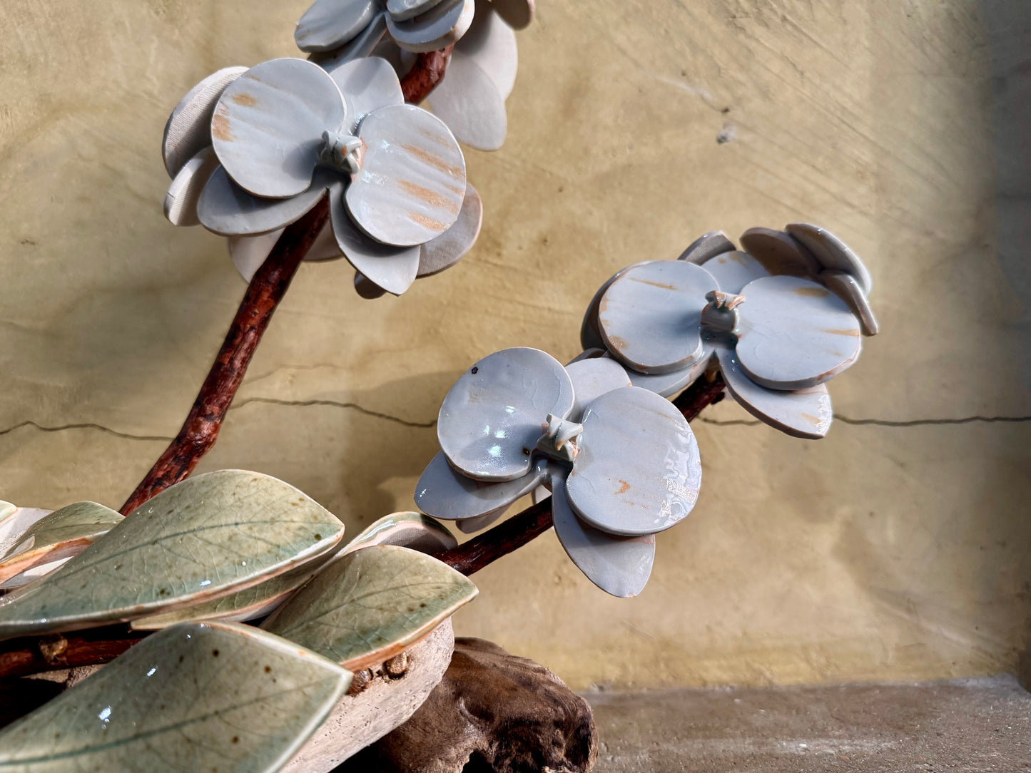 Phalaenopsis Tabletop