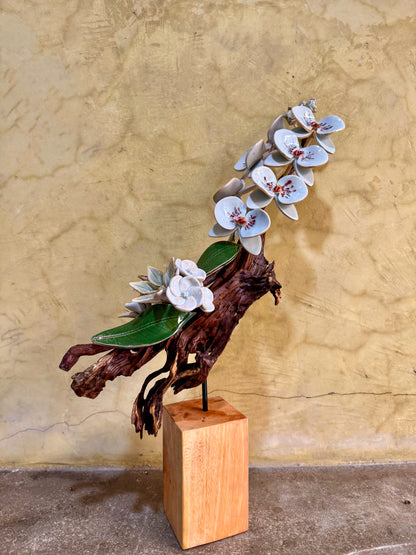 Phalaenopsis Tabletop