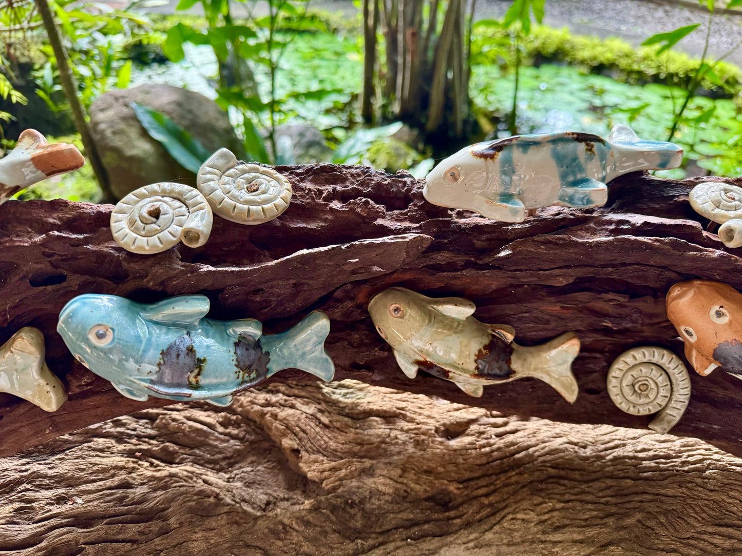 Kois and Mollusks on Driftwood Tabletop