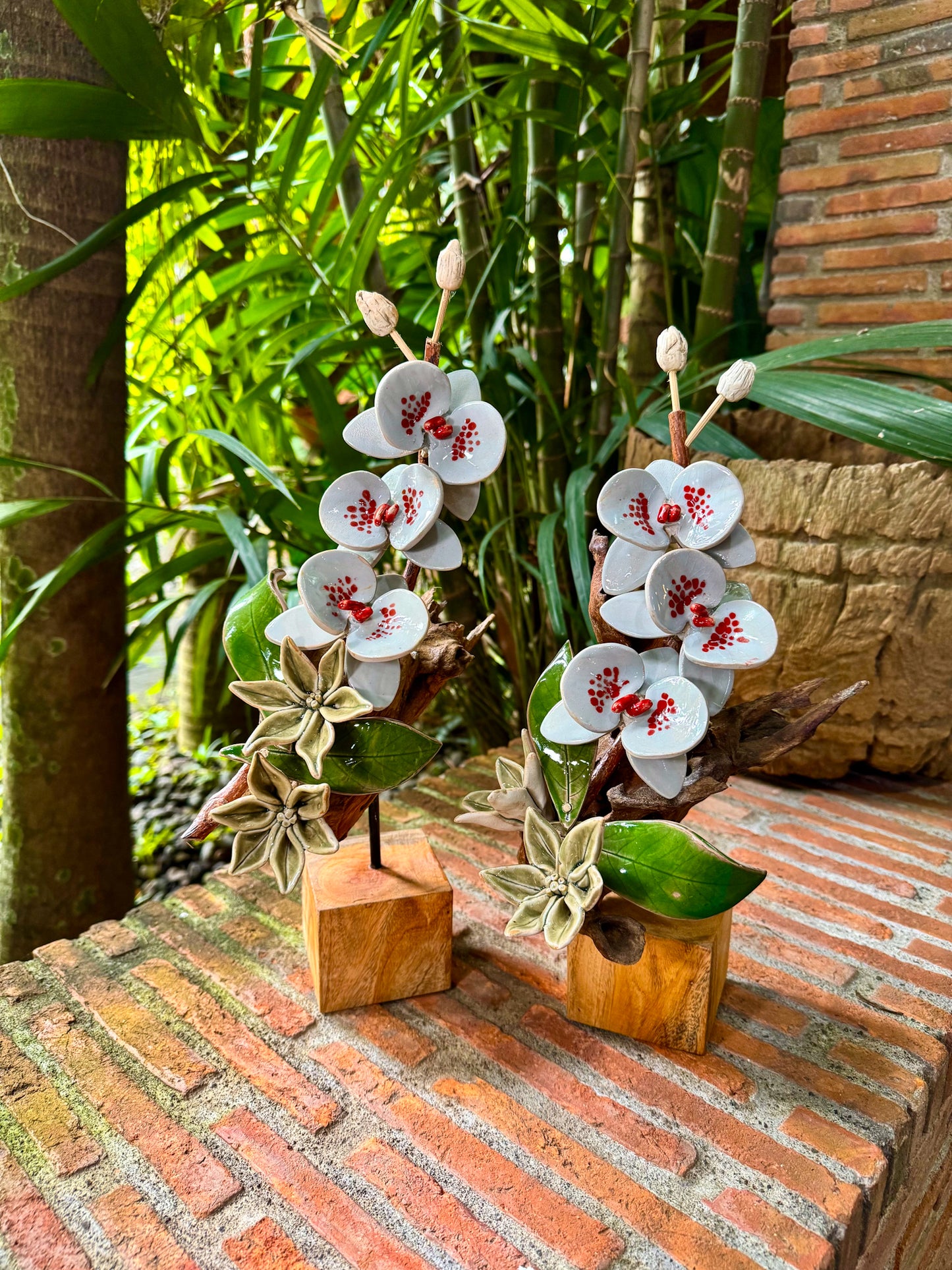Phalaenopsis Tabletop
