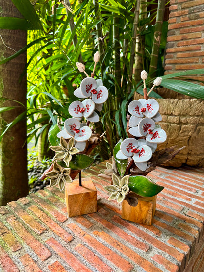 Phalaenopsis Tabletop