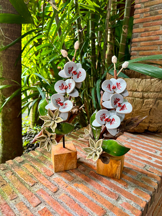 Phalaenopsis Tabletop