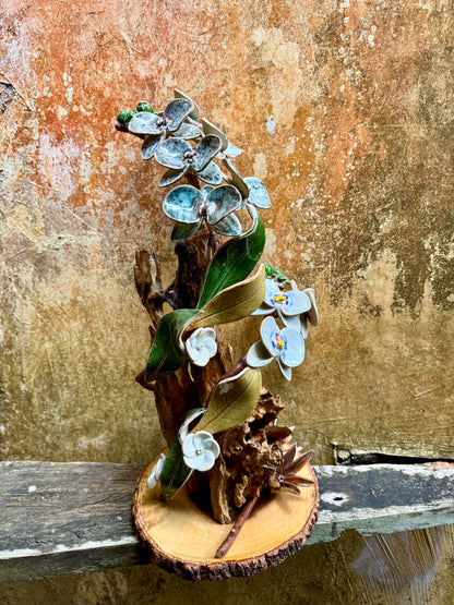 Phalaenopsis Tabletop