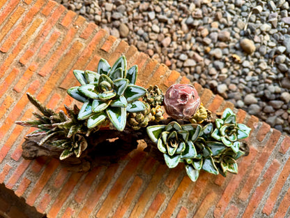Succulent & Cactus Tabletop