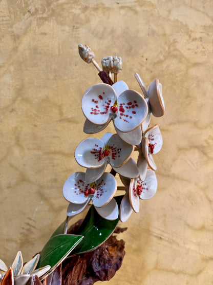 Phalaenopsis Tabletop