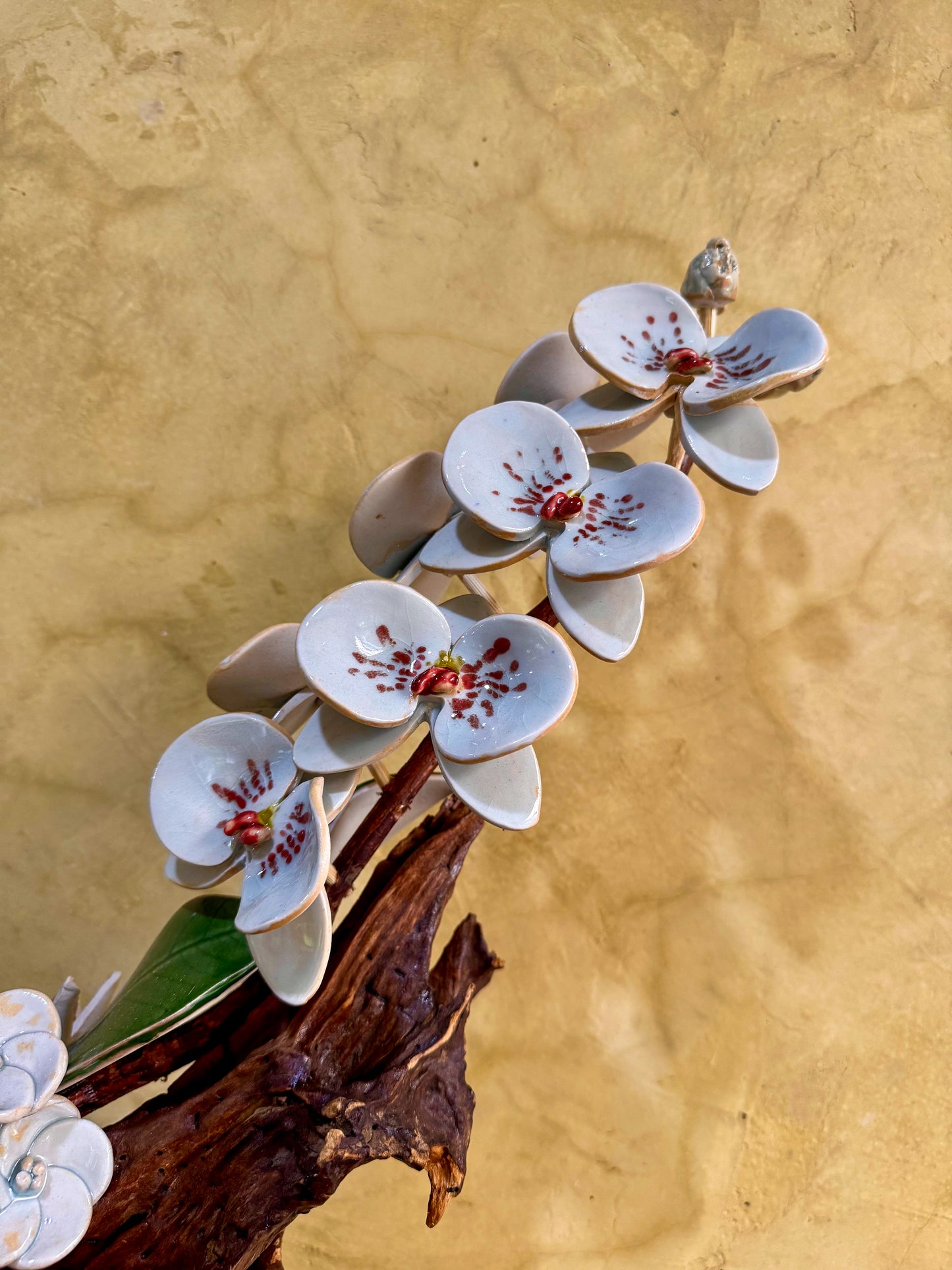 Phalaenopsis Tabletop