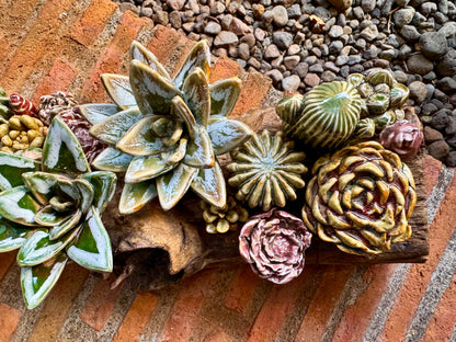 Succulent & Cactus Tabletop