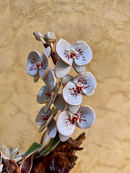 Phalaenopsis Tabletop