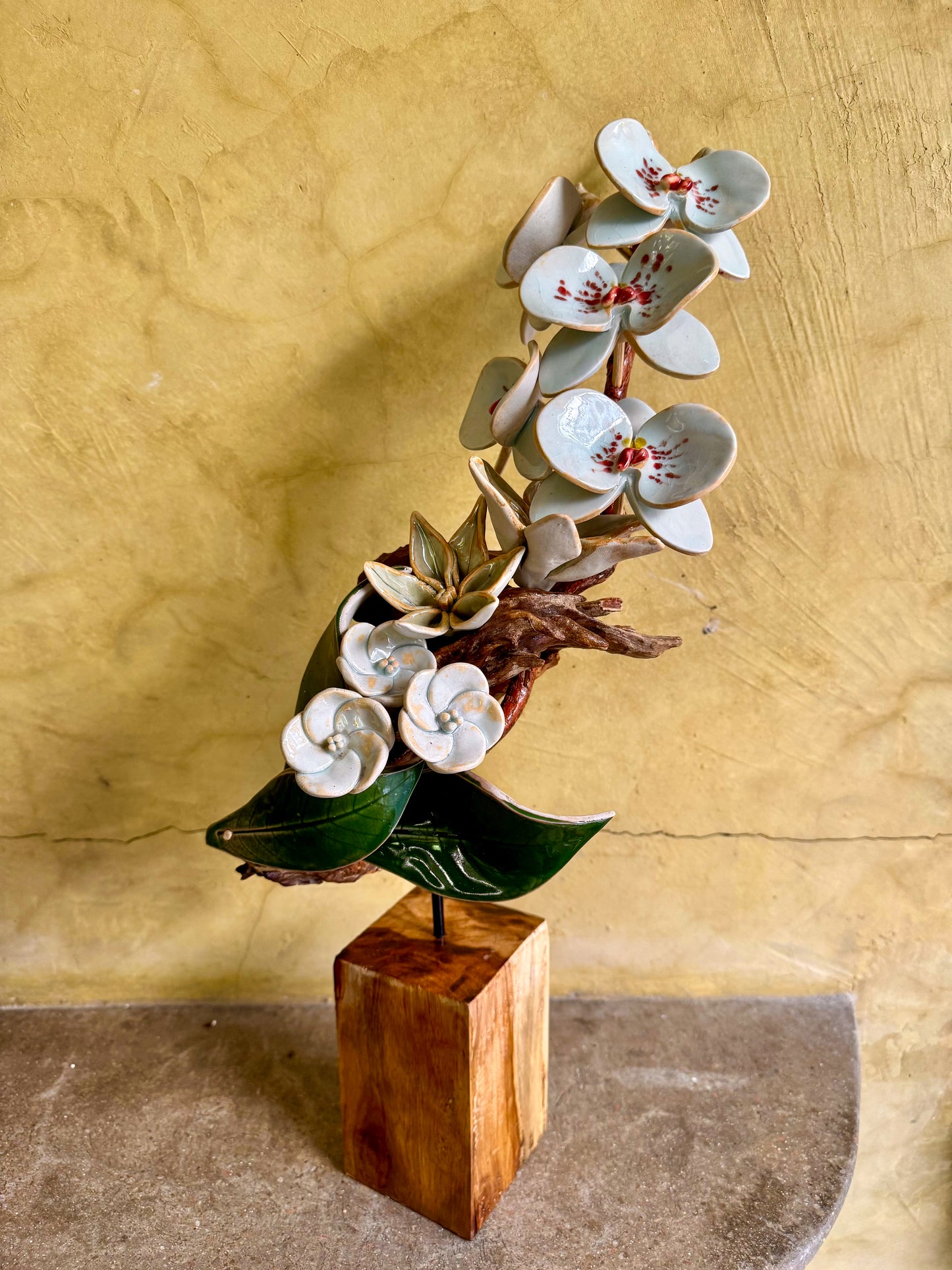 Phalaenopsis Tabletop