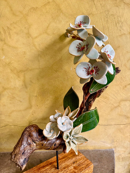 Phalaenopsis Tabletop