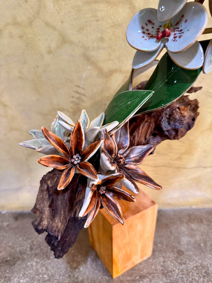 Phalaenopsis Tabletop