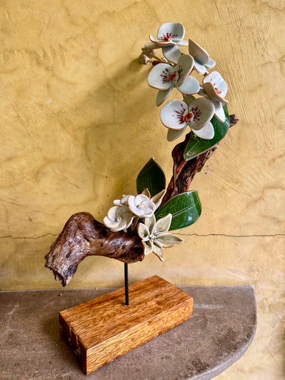 Phalaenopsis Tabletop