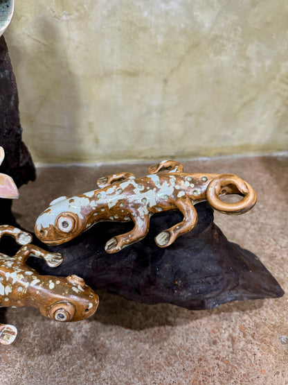 Calachuchi with Tuko Tabletop