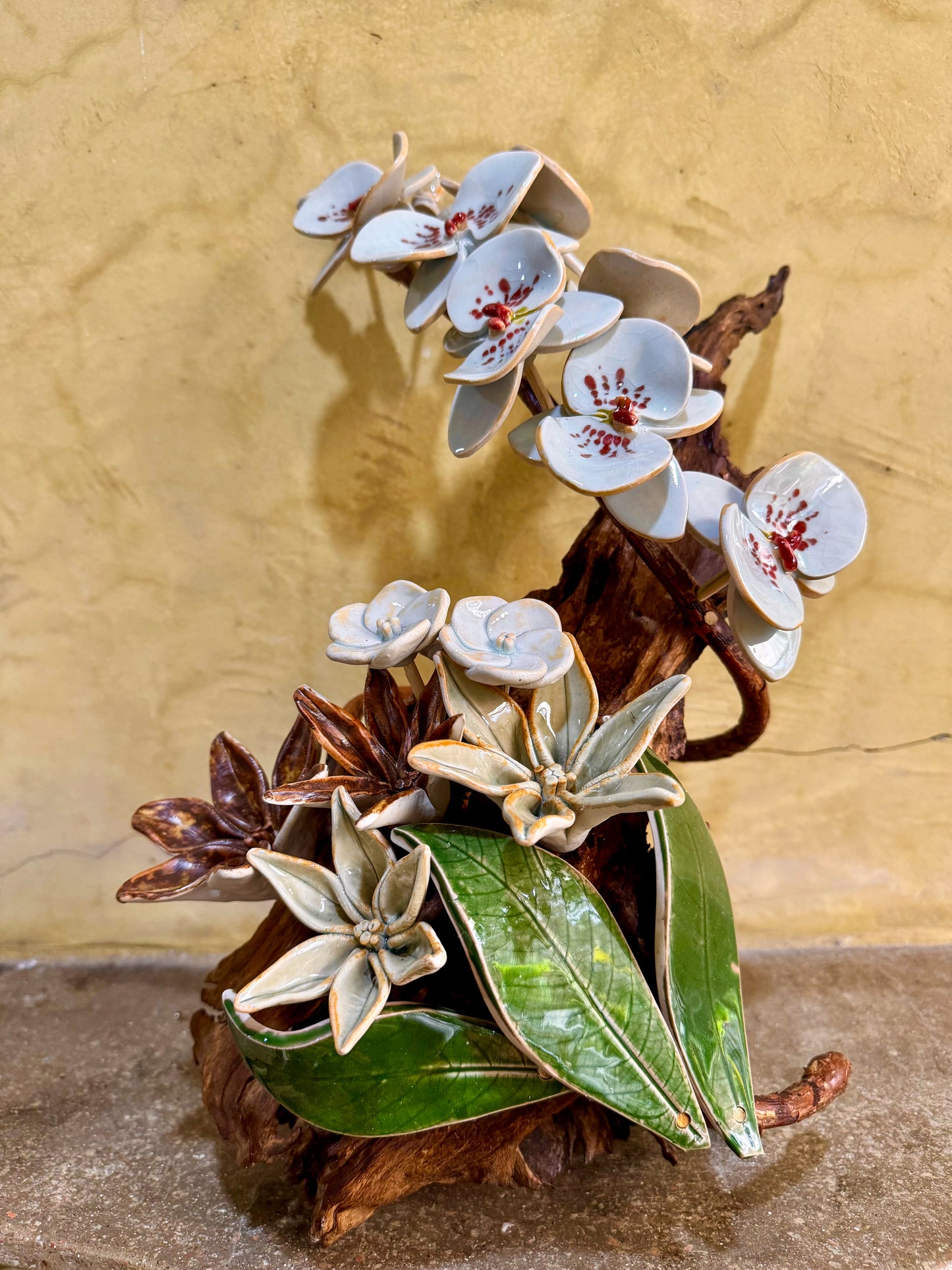 Phalaenopsis Tabletop