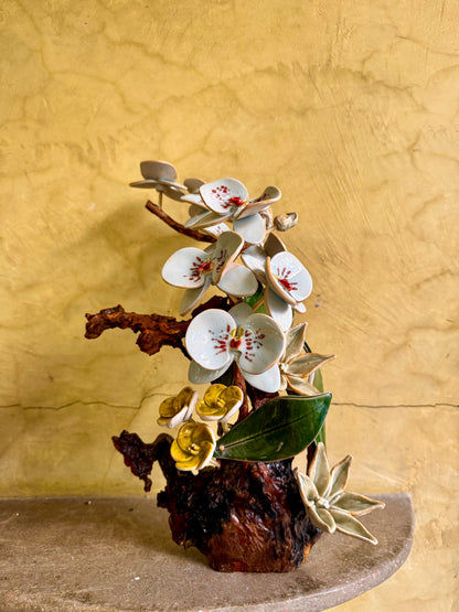 Phalaenopsis Tabletop